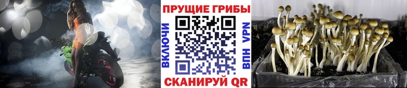 Галлюциногенные грибы Psilocybine cubensis  Кудрово 